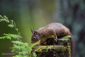 Red Squirrel experience – 2 hours