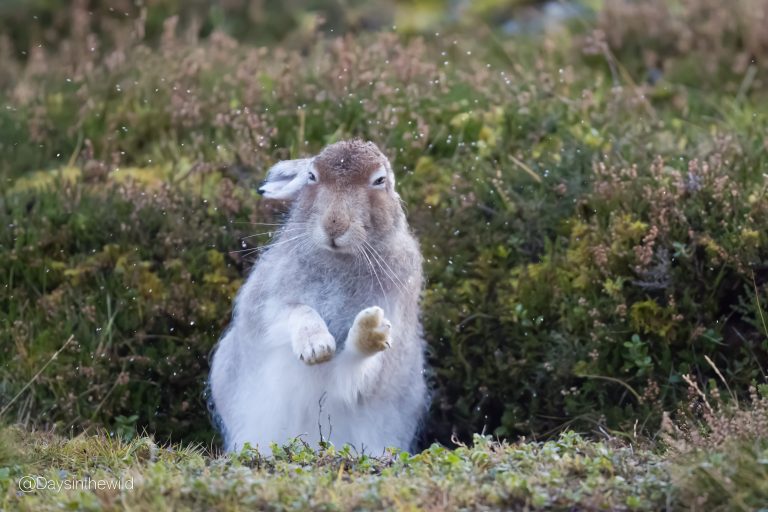 Read more about the article Bring back Mountain Hare to the Peninsula?