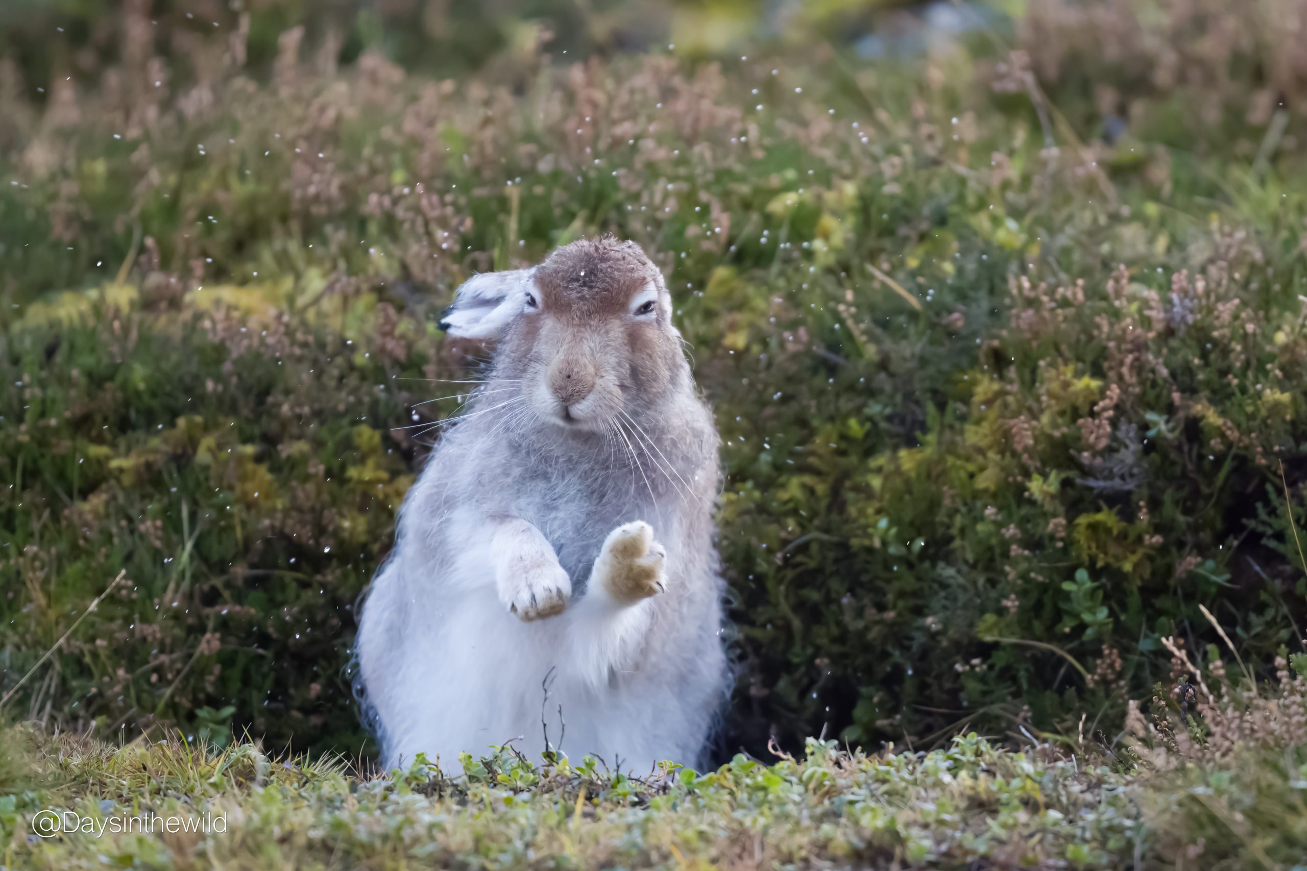 You are currently viewing Bring back Mountain Hare to the Peninsula?