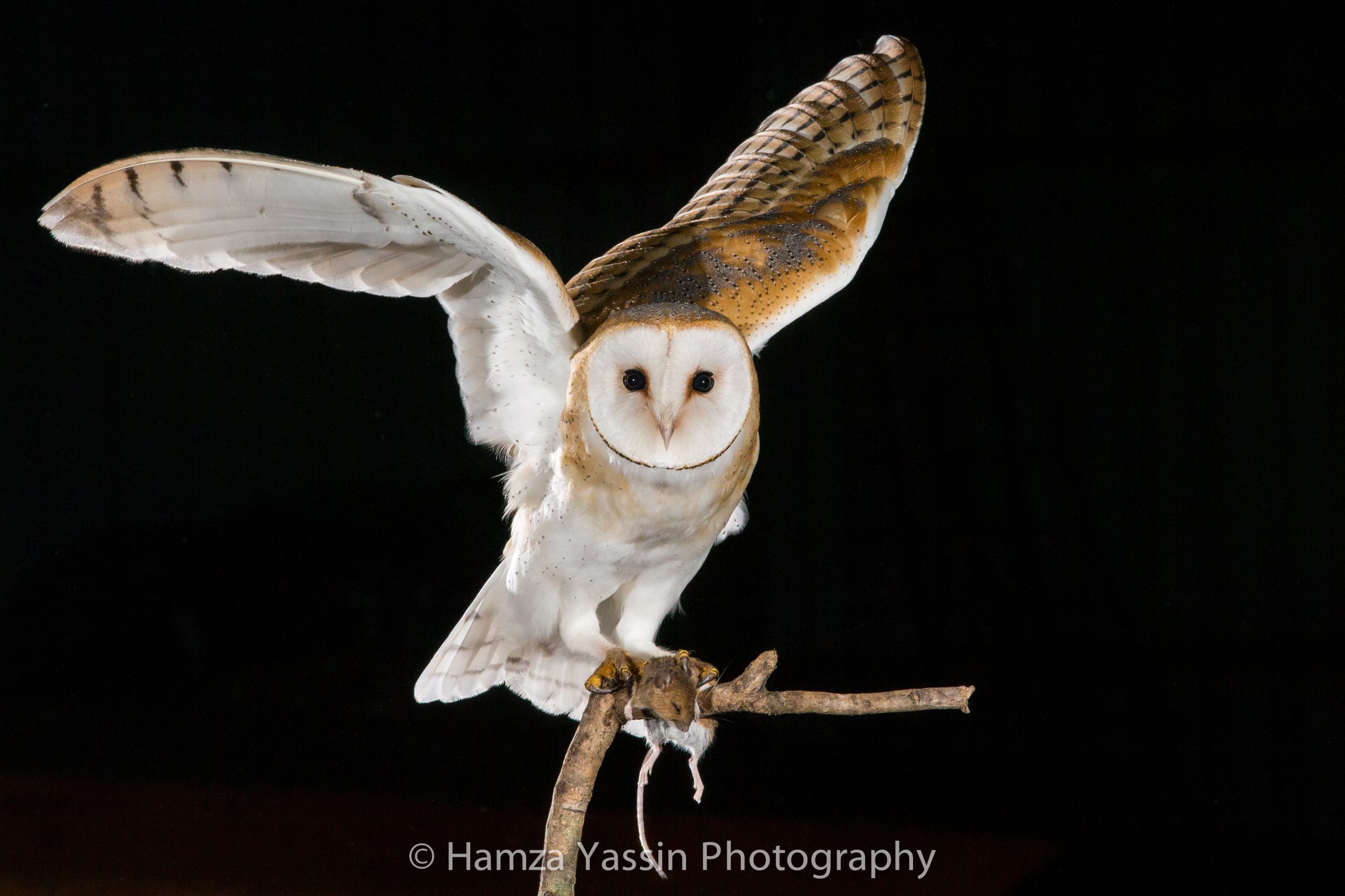 You are currently viewing The story of the Barn Owl barrel by Peter Dale