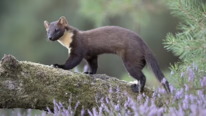 Read more about the article Pine Martens & supplementary feeding