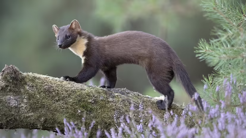 You are currently viewing Pine Martens & supplementary feeding