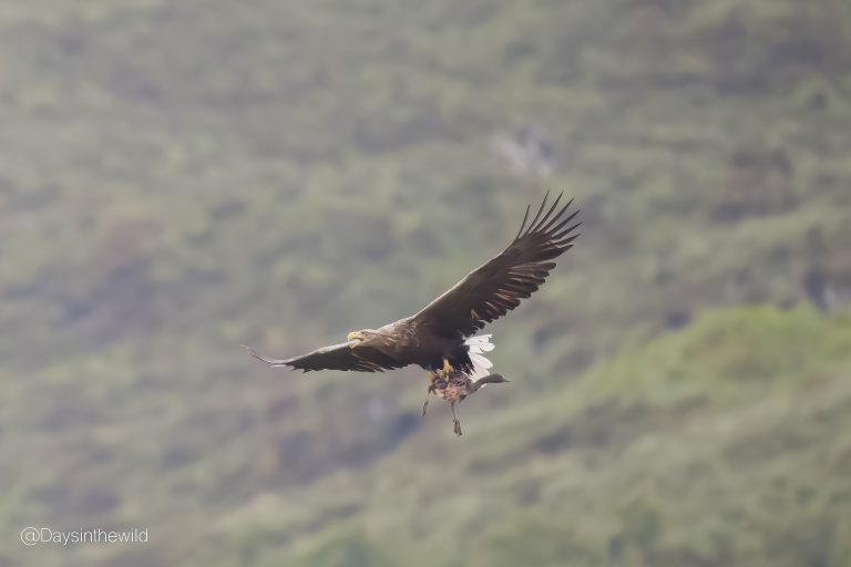 Read more about the article White tailed eagle’s favourite food?