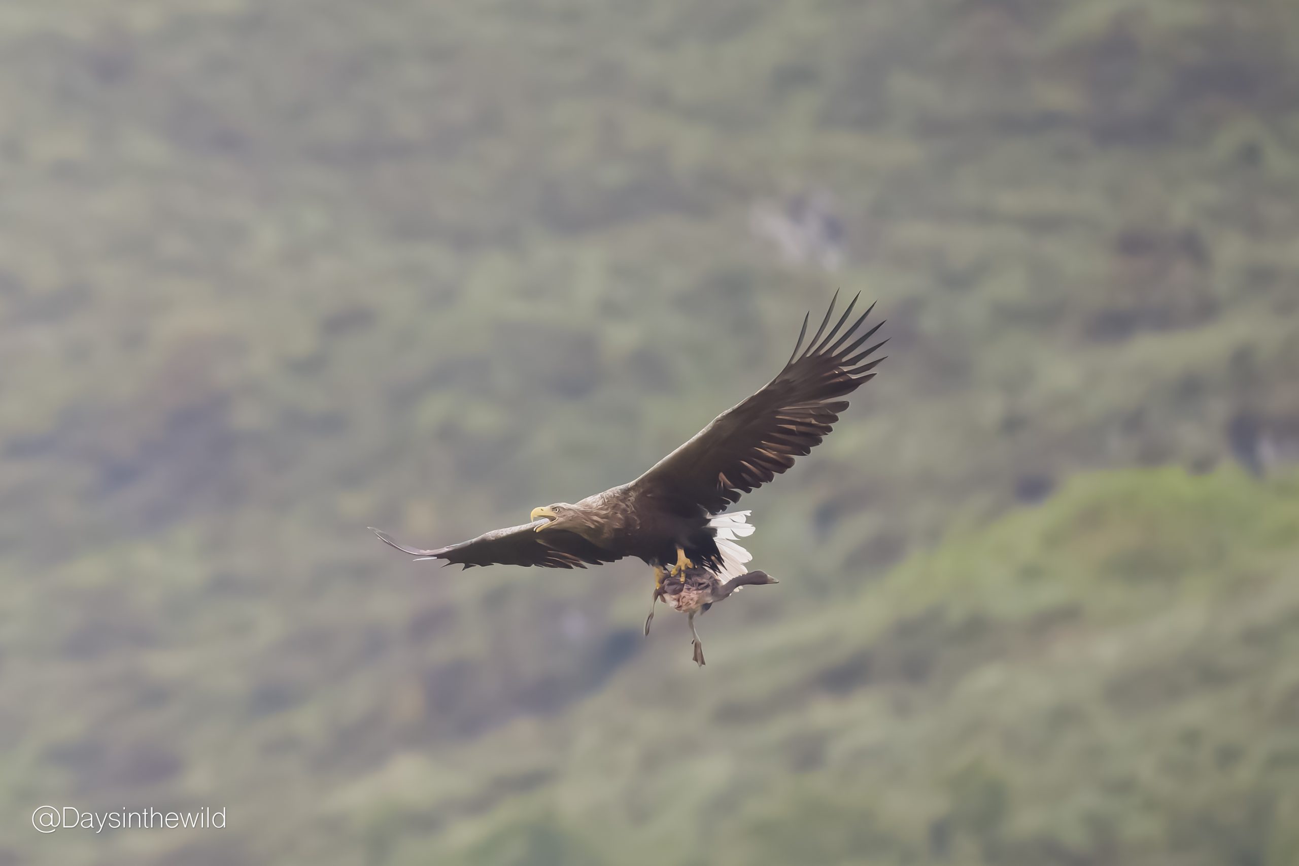You are currently viewing White tailed eagle’s favourite food?